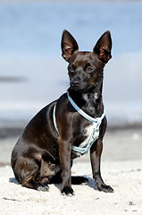 Image showing Dog on beach