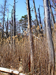 Image showing Cattus Island NJ