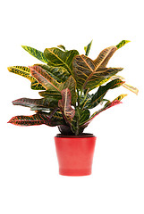 Image showing Houseplant