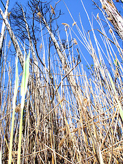 Image showing swamp grass