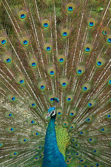 Image showing peacock