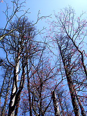 Image showing winter trees