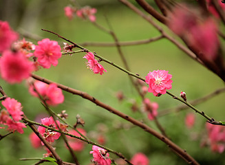 Image showing Sakura japanese cherry blossoms