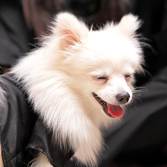 Image showing dog smile, pomeranian