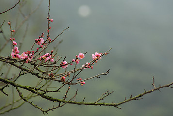 Image showing sakura japanese cherry blossoms