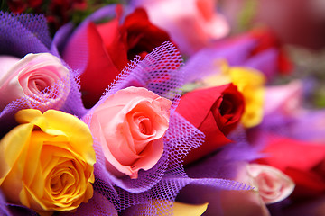 Image showing colourful rose