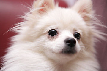 Image showing dog, white Pomeranian