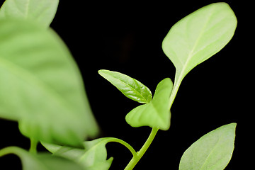 Image showing leaf