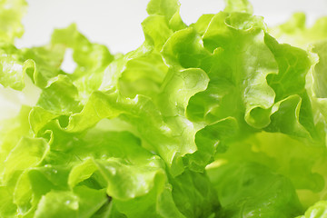 Image showing fresh green lettuce