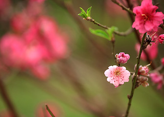 Image showing cherry blossoms for chinese new year