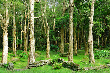 Image showing forest