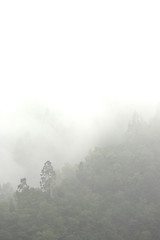 Image showing mist in mountain with many trees