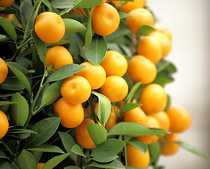 Image showing chinese kumquat for chinese new year