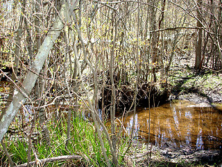 Image showing pond