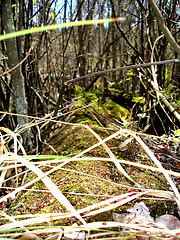 Image showing moss on log