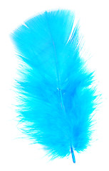 Image showing blue feather