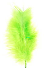 Image showing green feather