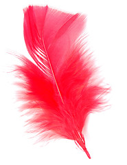 Image showing red feather