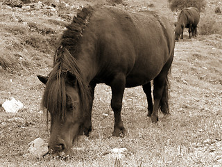 Image showing Shetties, sepia