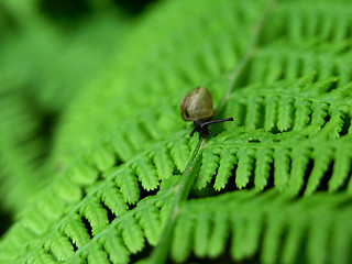 Image showing snail on fern