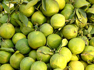 Image showing Green oranges