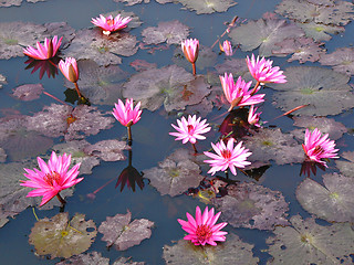 Image showing Lotus flower show