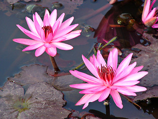 Image showing Lotus flowers