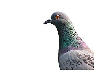 Image showing Pigeon