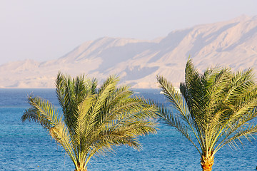 Image showing Two Palm trees, Red Sea and mount background