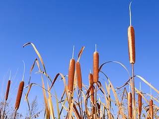 Image showing Reedmace narrow-leaved tops