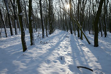 Image showing Winter Forest