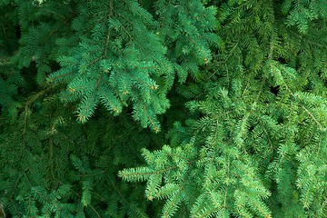 Image showing Pine Tree