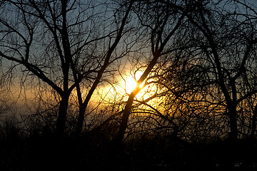 Image showing Bare Trees