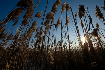 Image showing Reed