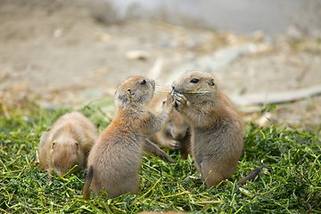 Image showing Prairie dogs