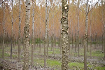 Image showing Forest