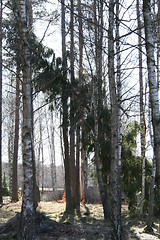 Image showing Falling fir