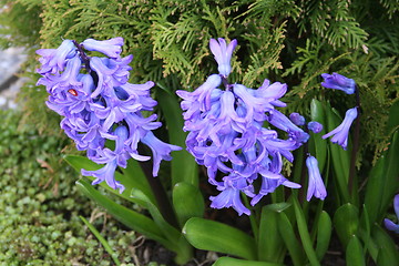 Image showing Hyacinths