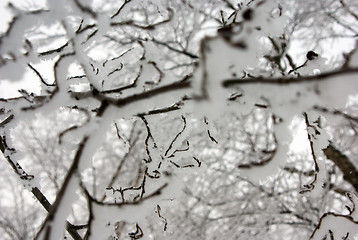 Image showing Winter Abstract