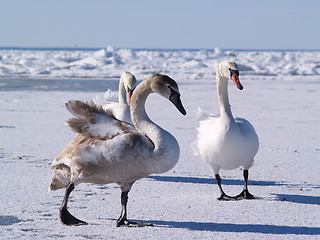Image showing Young swans