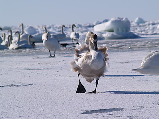 Image showing Young swan running