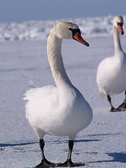 Image showing Young swan