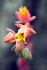 Image showing echeveria runyonii habitus inflorescences