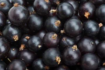 Image showing Black currants closeup