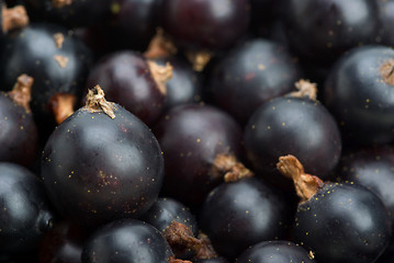 Image showing Black currants