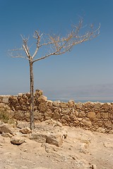 Image showing Dry tree on the ruins of ancient fortress in the desert 