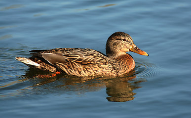 Image showing Mallard Duck