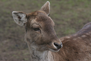 Image showing Fallow deer