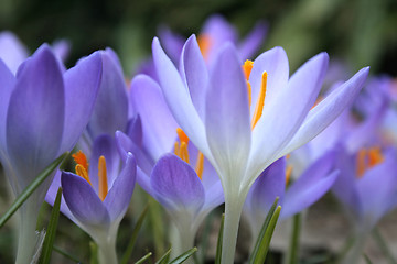 Image showing Crocus