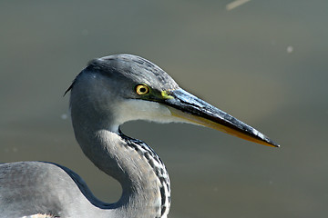 Image showing Gray heron